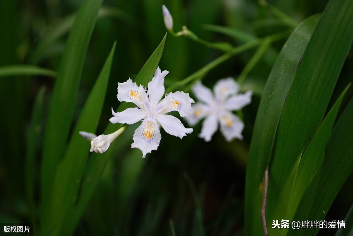 尽己力，听天命；无愧于心，不惑于情；顺势而为，随遇而安